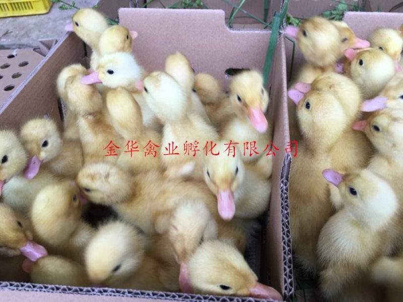 白鸭苗