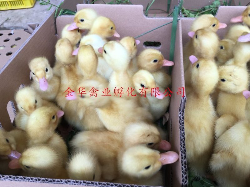 白鸭苗