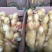白鸭苗