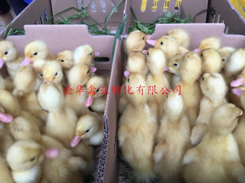 白鸭苗