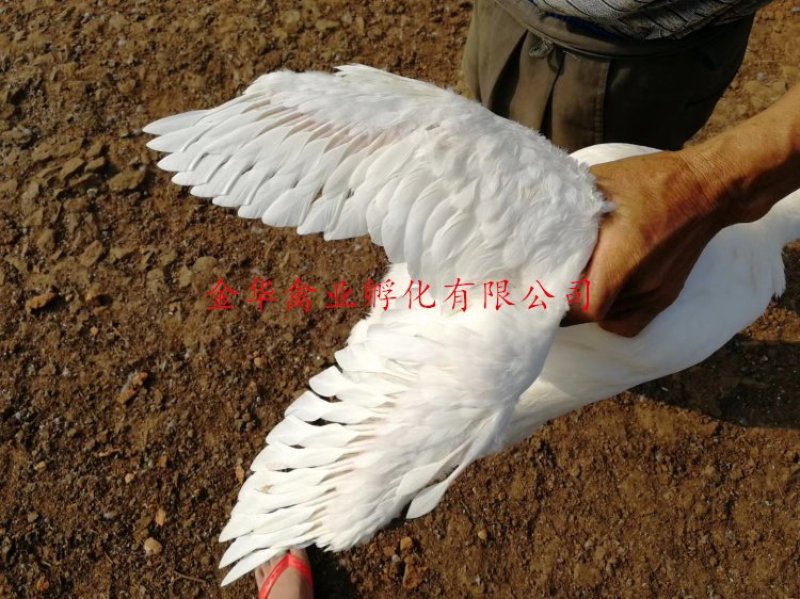 白鸭苗
