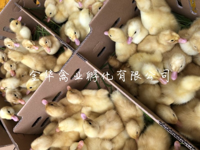 白番鸭苗
