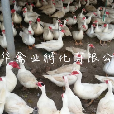 白番鸭苗