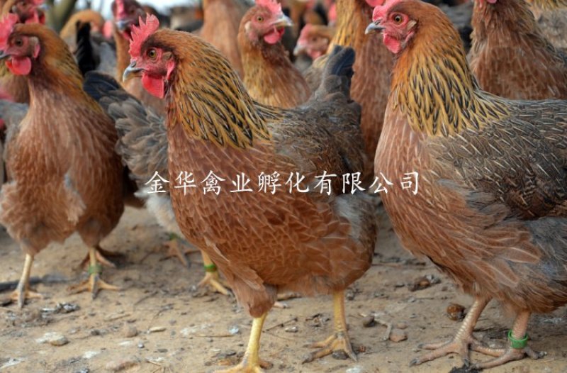 清远麻鸡苗