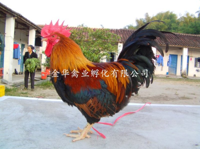清远麻鸡苗