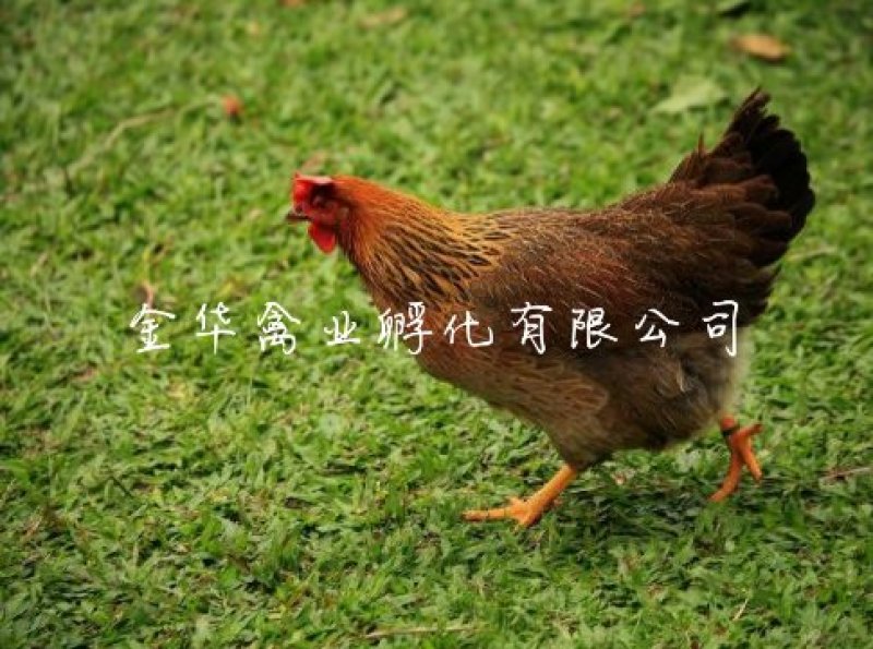 清远麻鸡苗