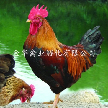 清远麻鸡苗