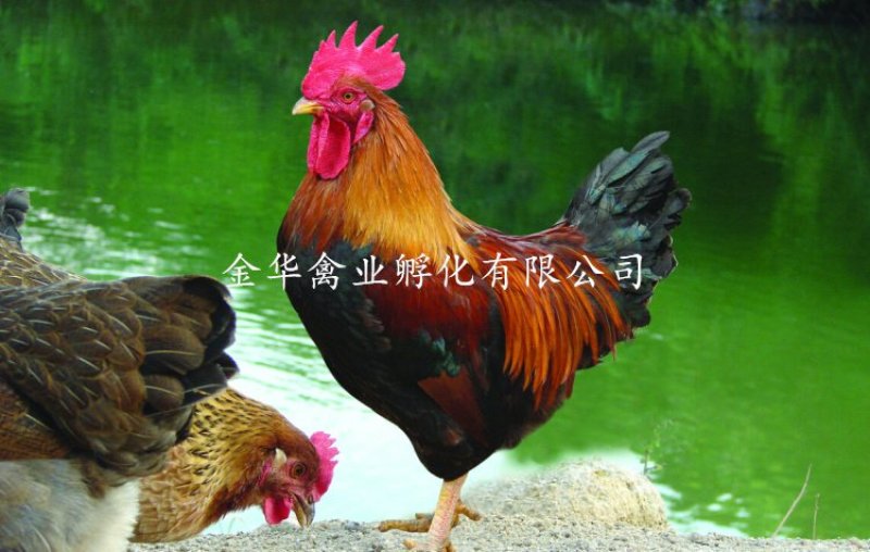 清远麻鸡苗