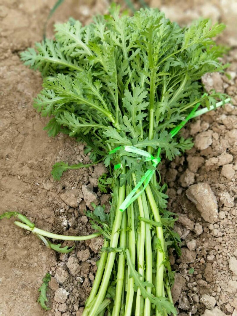 茼蒿
