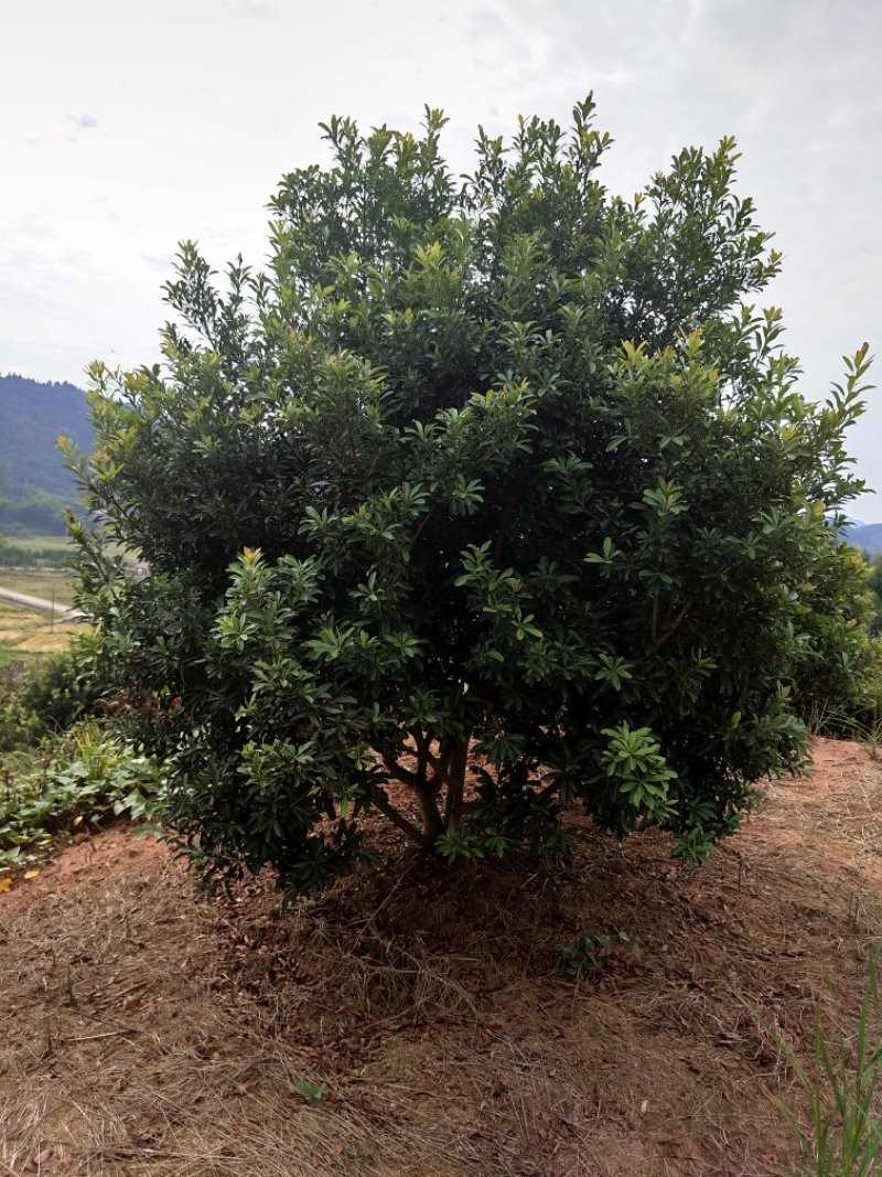 精品杨梅树