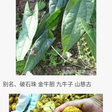 破石珠