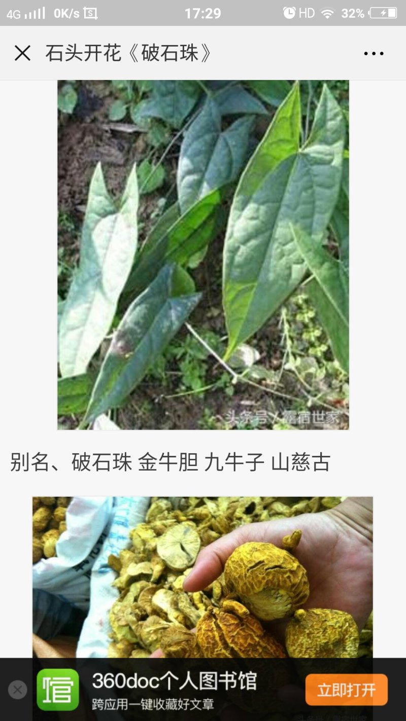 破石珠