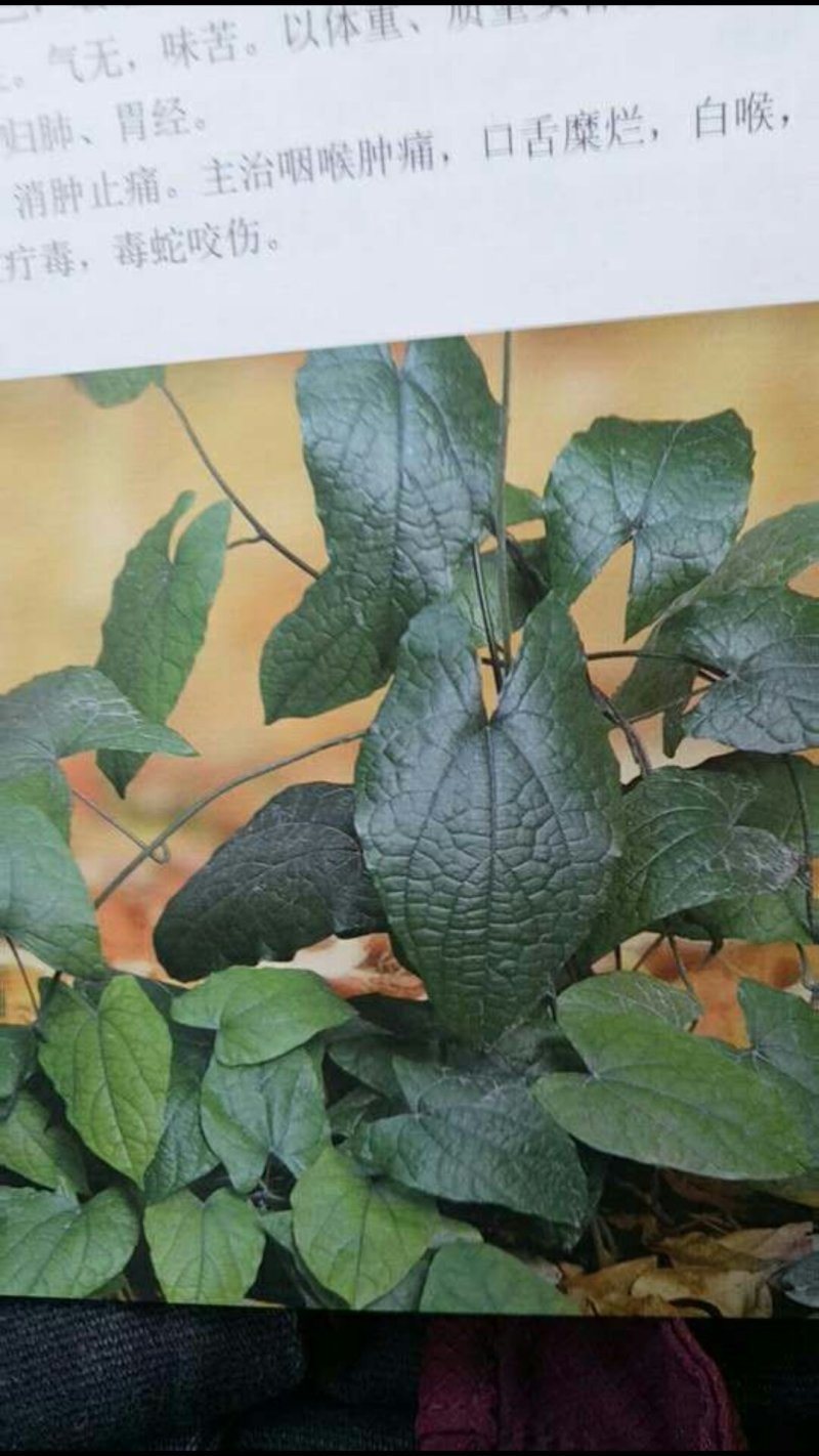 破石珠