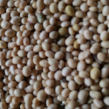 黄豆