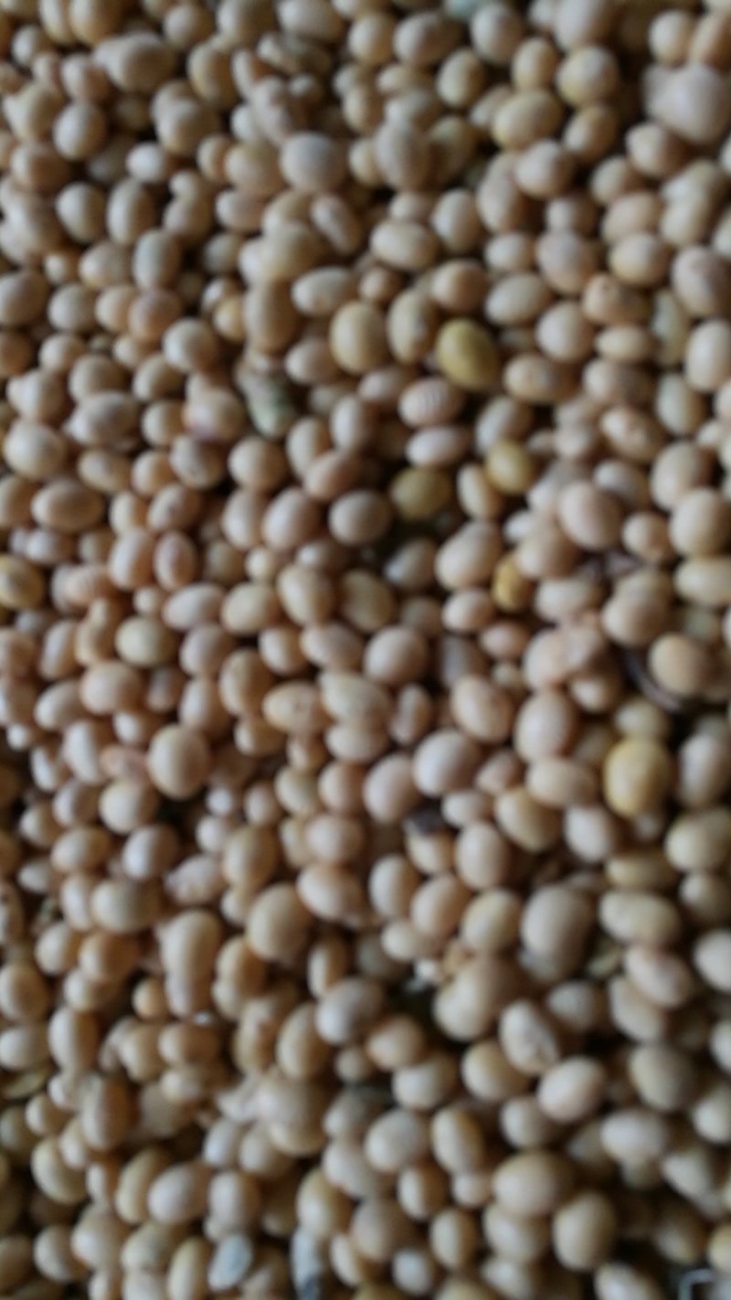黄豆