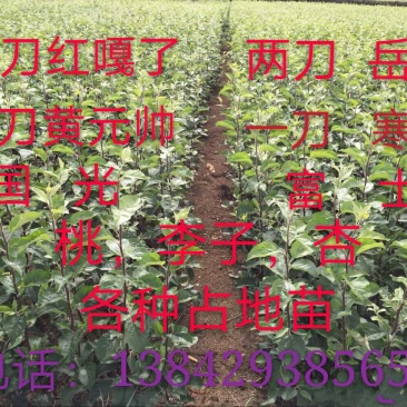 出售各种水果树苗