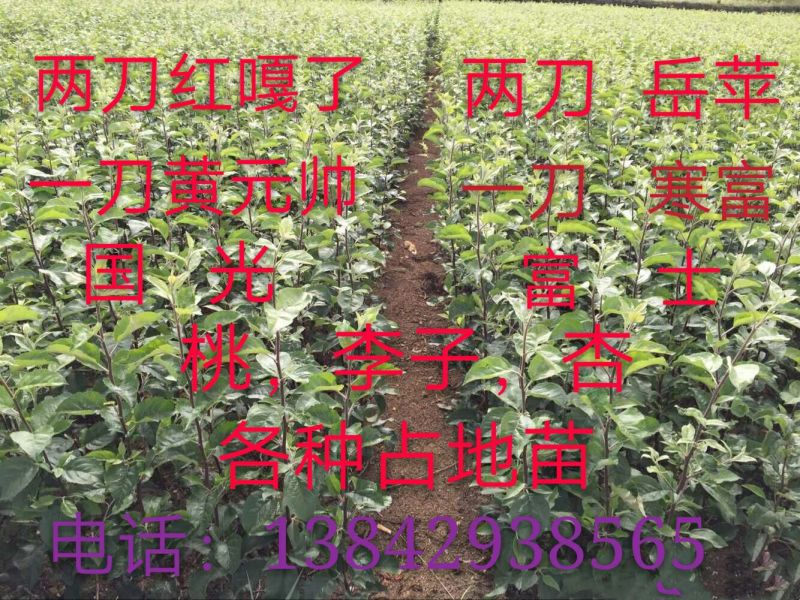 出售各种水果树苗