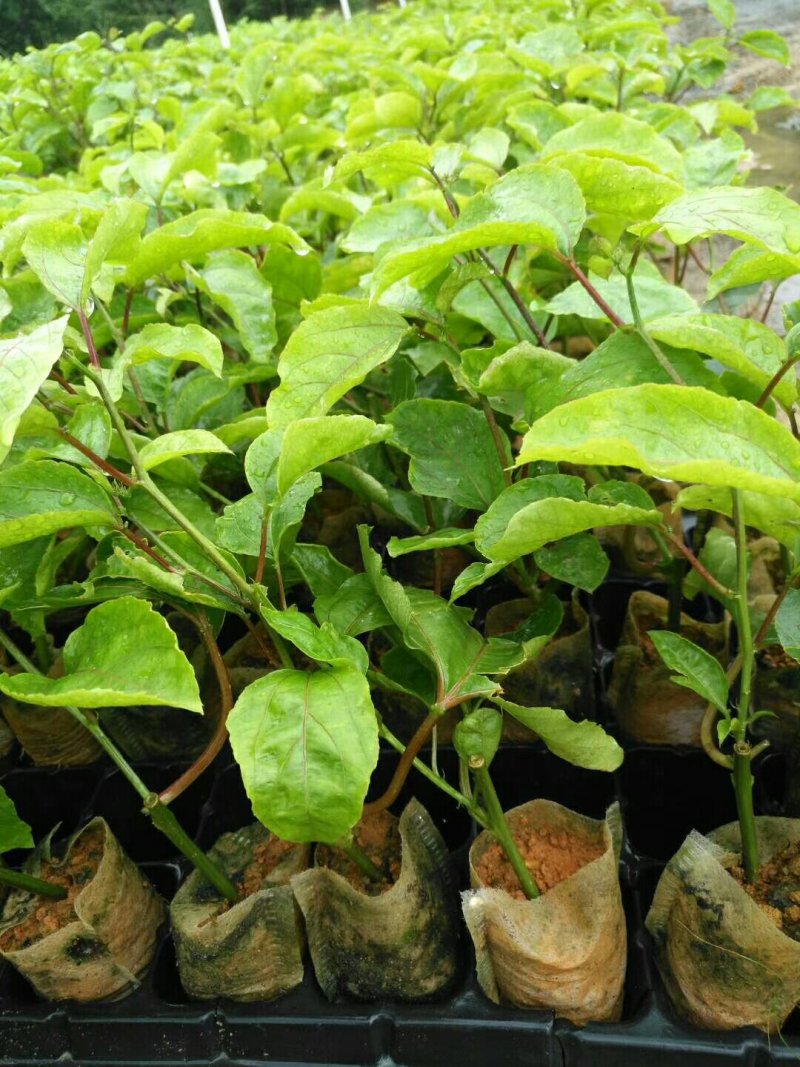 百香果苗10~20cm