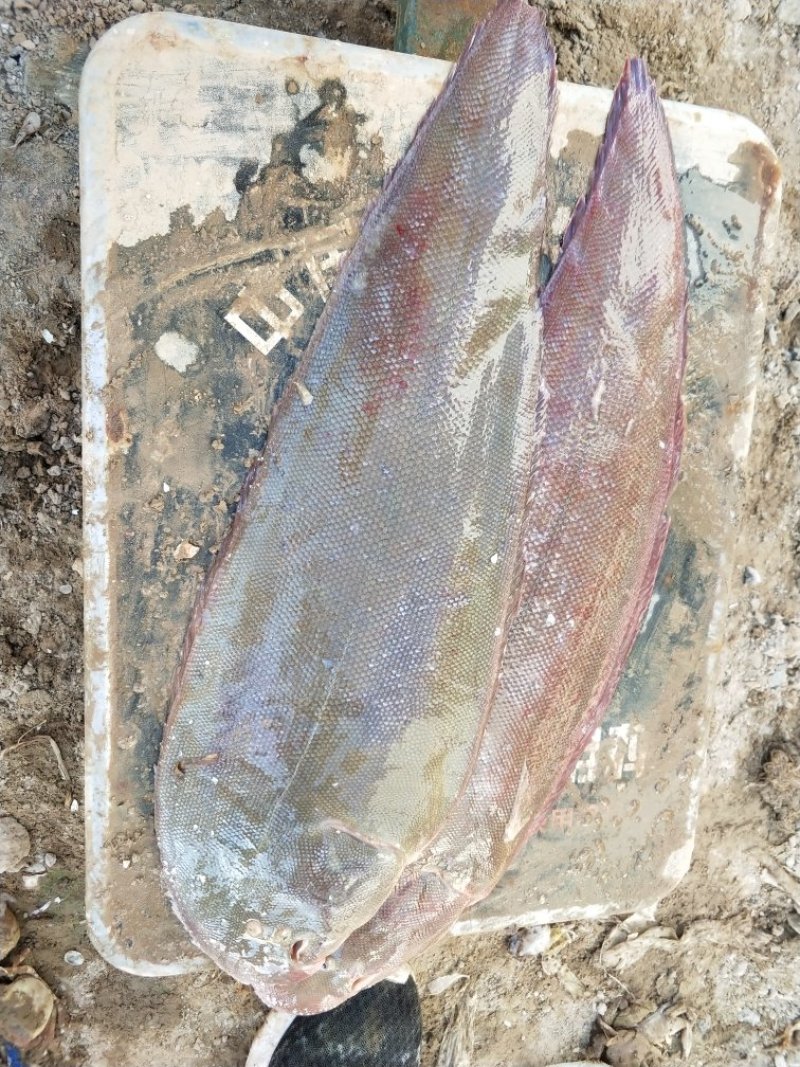 鰨米鱼