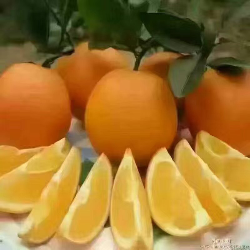 湖南麻阳冰糖橙