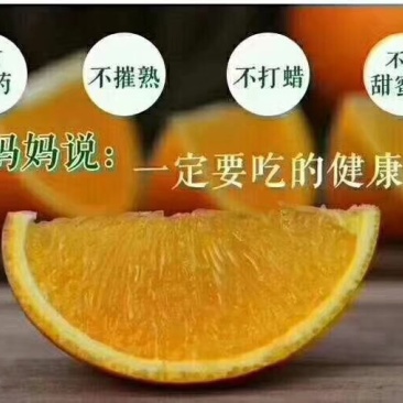 湖南麻阳冰糖橙