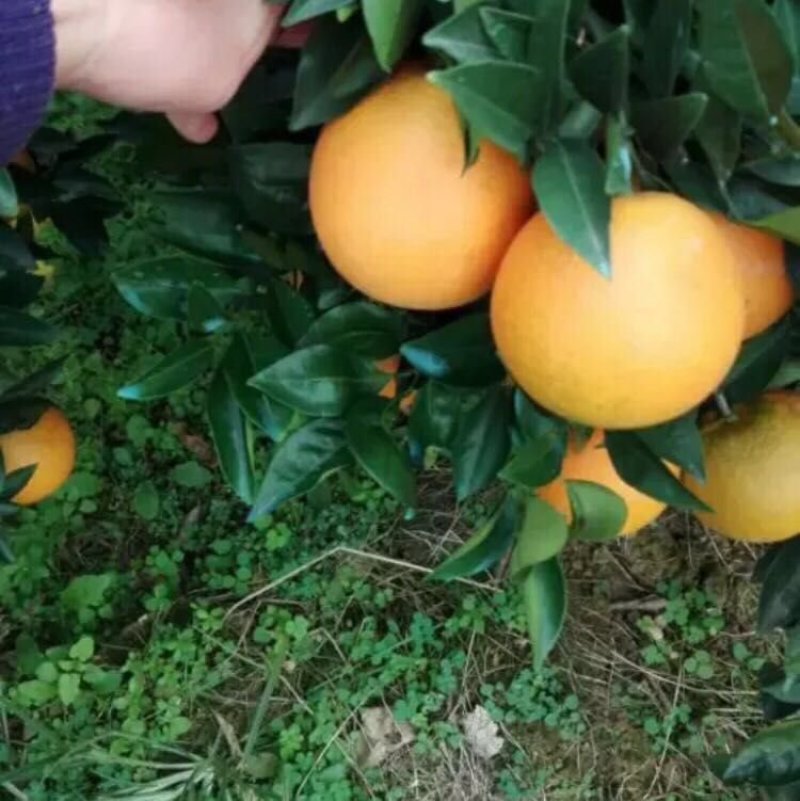 湖南麻阳冰糖橙