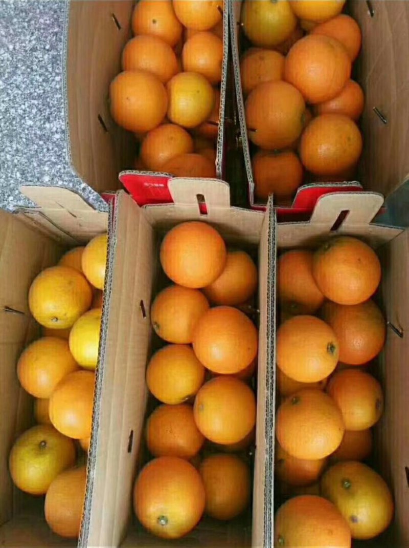 湖南麻阳冰糖橙