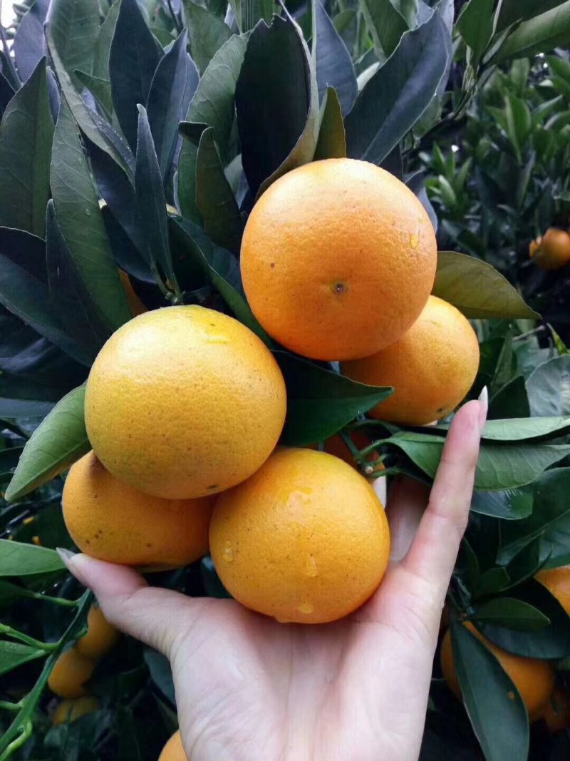 湖南麻阳冰糖橙