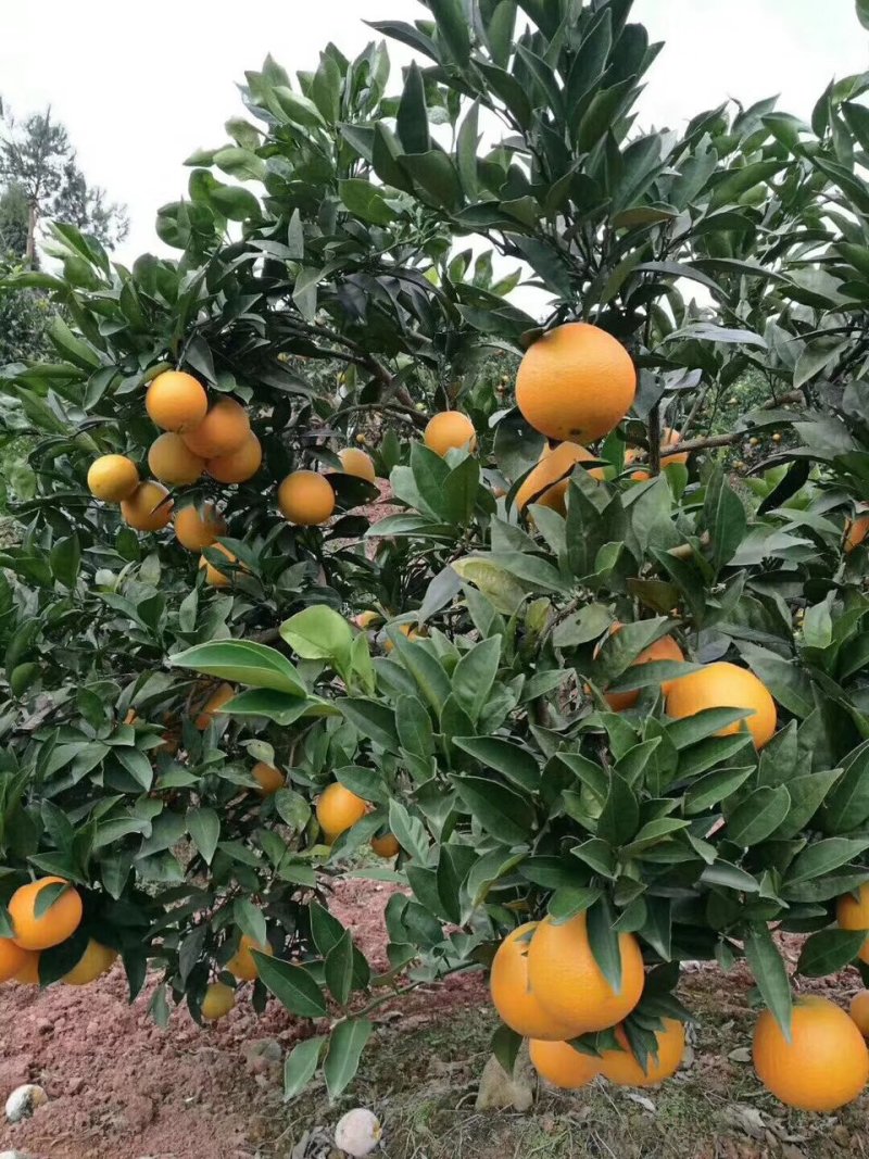湖南麻阳冰糖橙