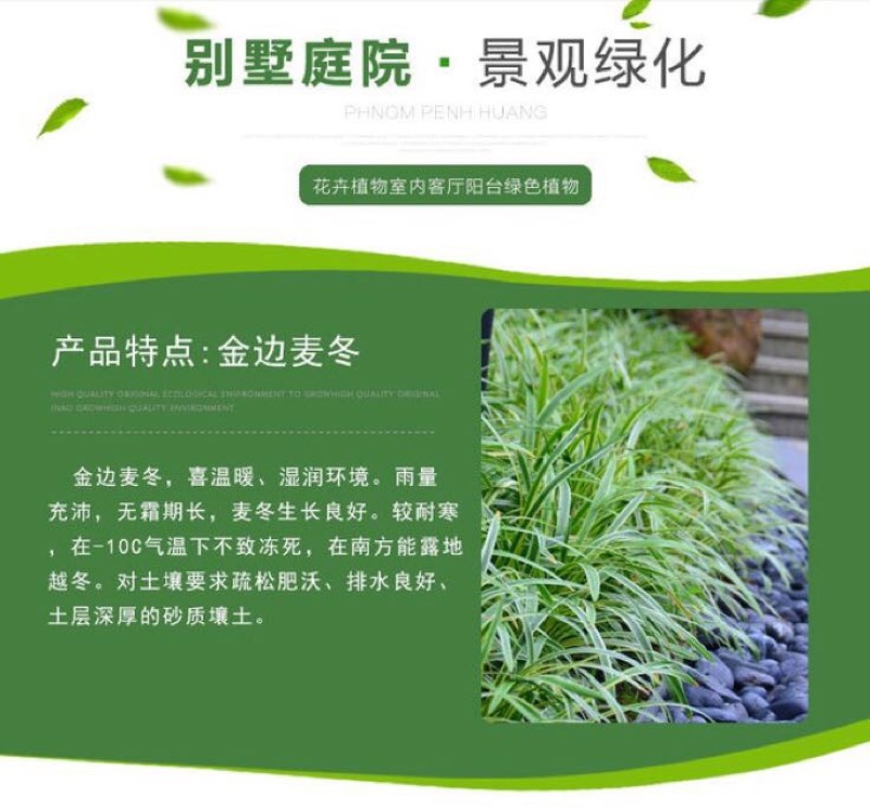 金边麦冬草阔叶苗耐阴耐寒四季常青庭院盆栽植物常绿玉龙草