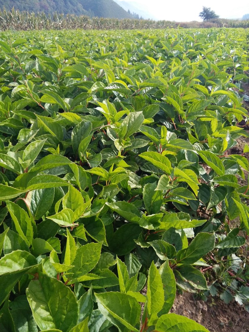 出售一年生五味子苗，园宝枫苗，糖楲苗，山杏苗，黄柏苗