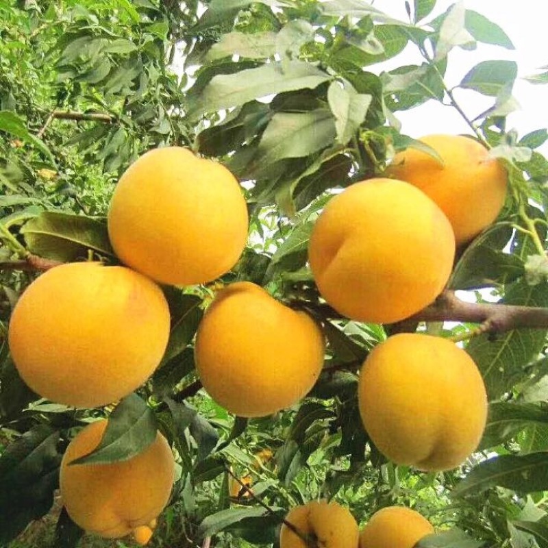 黄桃树苗桃树嫁接苗特大早熟南北方种植黄金蟠桃树苗当年结果