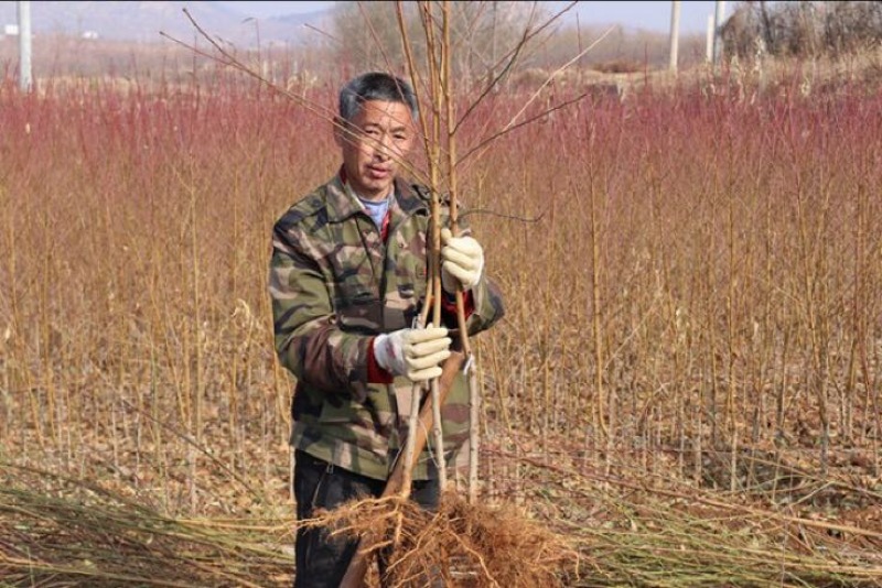 黄桃树苗桃树嫁接苗特大早熟南北方种植黄金蟠桃树苗当年结果