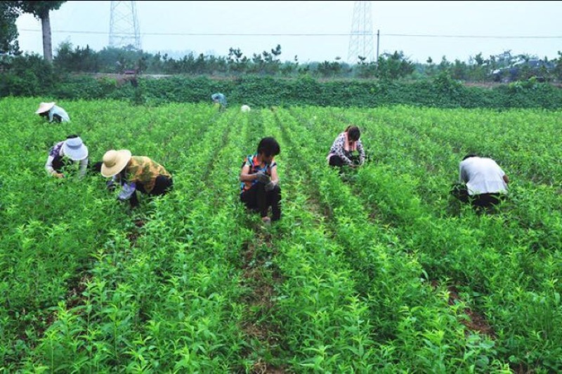 黄桃树苗桃树嫁接苗特大早熟南北方种植黄金蟠桃树苗当年结果