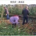 黄桃树苗桃树嫁接苗特大早熟南北方种植黄金蟠桃树苗当年结果