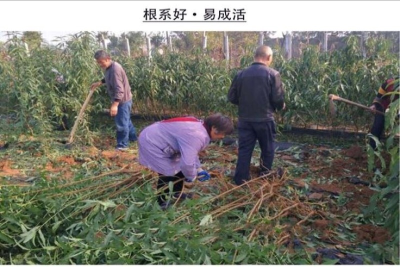 黄桃树苗桃树嫁接苗特大早熟南北方种植黄金蟠桃树苗当年结果
