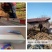 黄桃树苗桃树嫁接苗特大早熟南北方种植黄金蟠桃树苗当年结果
