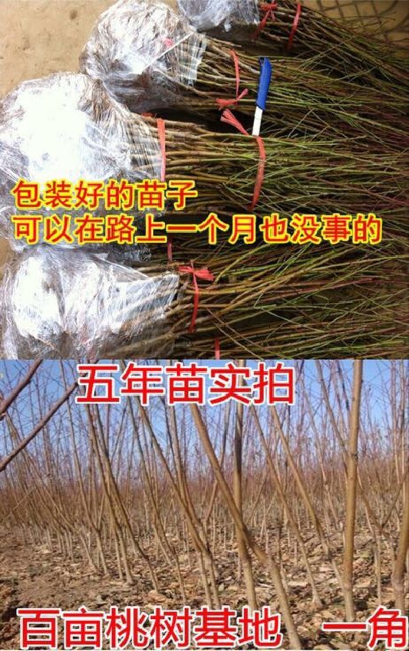 黄桃树苗桃树嫁接苗特大早熟南北方种植黄金蟠桃树苗当年结果