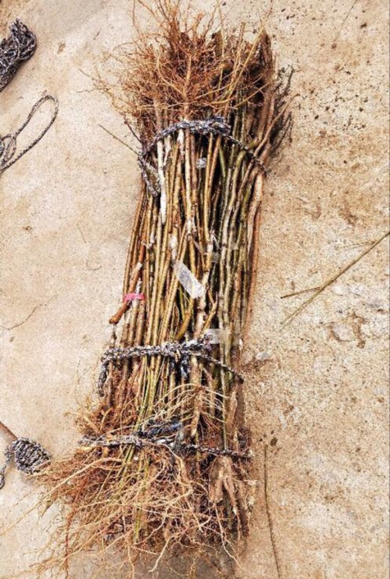 黄桃树苗桃树嫁接苗特大早熟南北方种植黄金蟠桃树苗当年结果