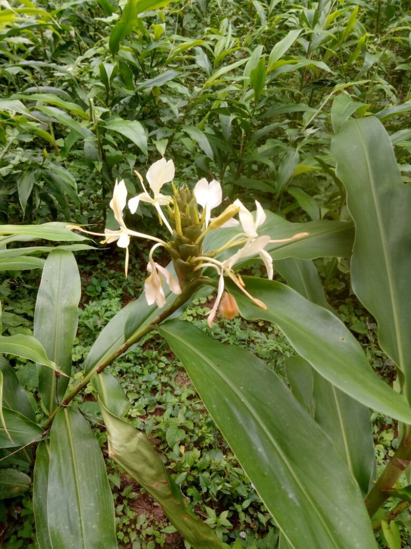 姜花