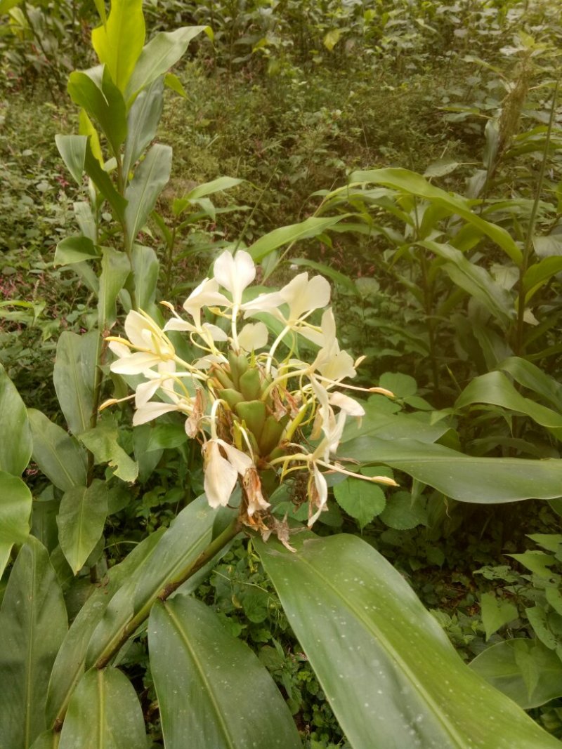 姜花