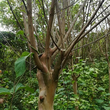 出售5..6..7公分紫薇树