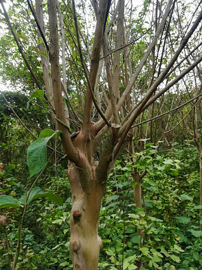 出售5..6..7公分紫薇树