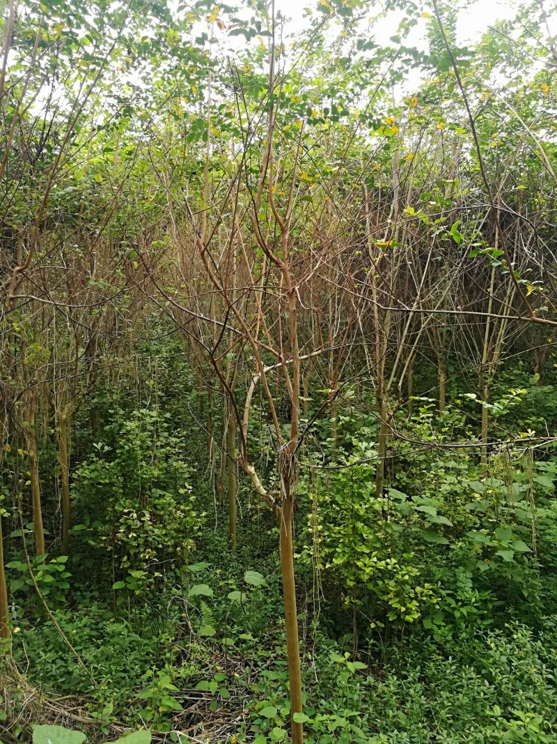 出售5..6..7公分紫薇树