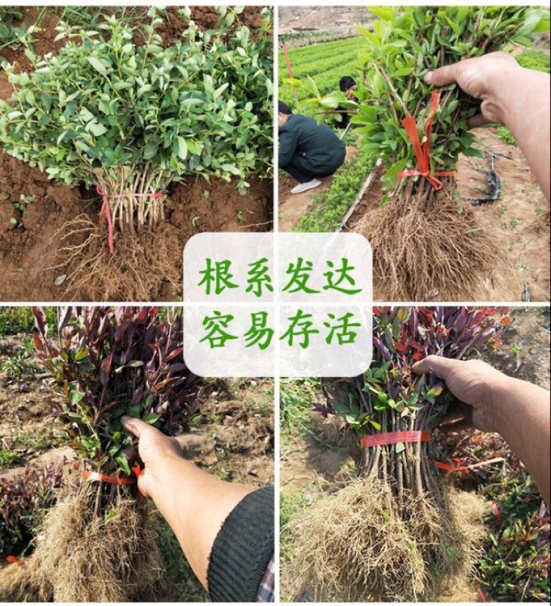 药用金银花苗盆栽阳台爬墙爬藤植物四季开花常青花卉老桩盆景