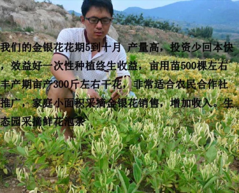 药用金银花苗盆栽阳台爬墙爬藤植物四季开花常青花卉老桩盆景