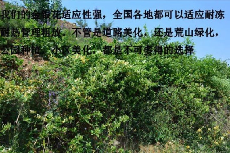 药用金银花苗盆栽阳台爬墙爬藤植物四季开花常青花卉老桩盆景