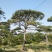 松树泰山景松造型黑松景观松