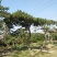 松树泰山景松造型黑松景观松