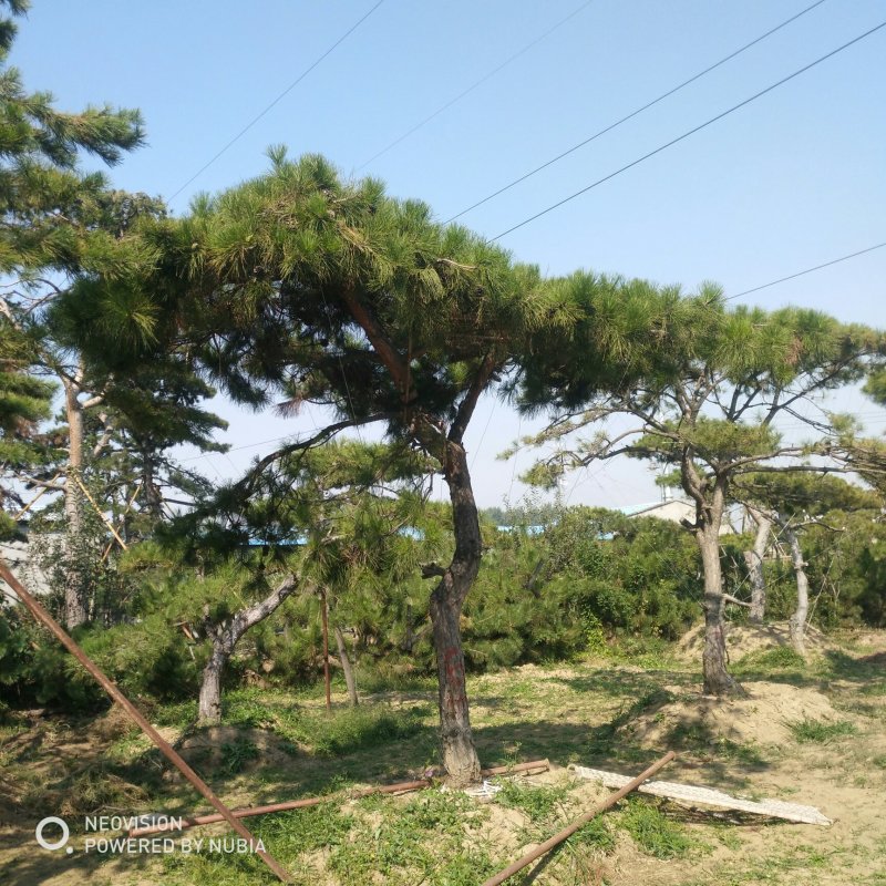 松树泰山景松造型黑松景观松
